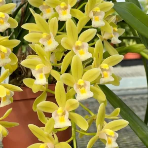 Cymbidium (Dolly x pumilum) 'The Flower Fields'