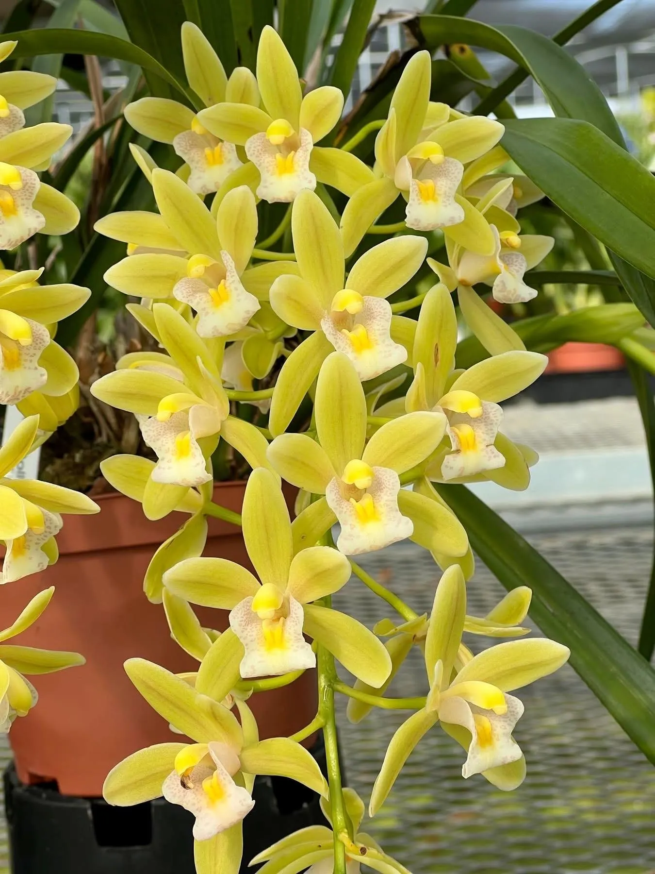 Cymbidium (Dolly x pumilum) 'The Flower Fields'