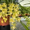 Cymbidium (Dolly x pumilum) 'The Flower Fields' - Image 3