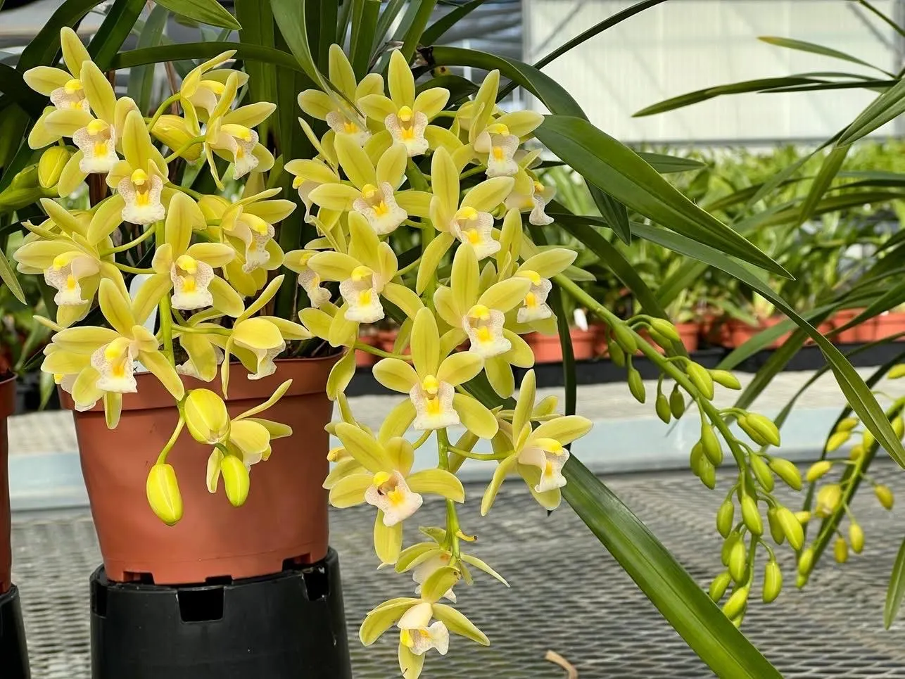 Cymbidium (Dolly x pumilum) 'The Flower Fields' - Image 3