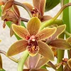 Cymbidium Lambert Day ~ Supper Fragrant - Image 7