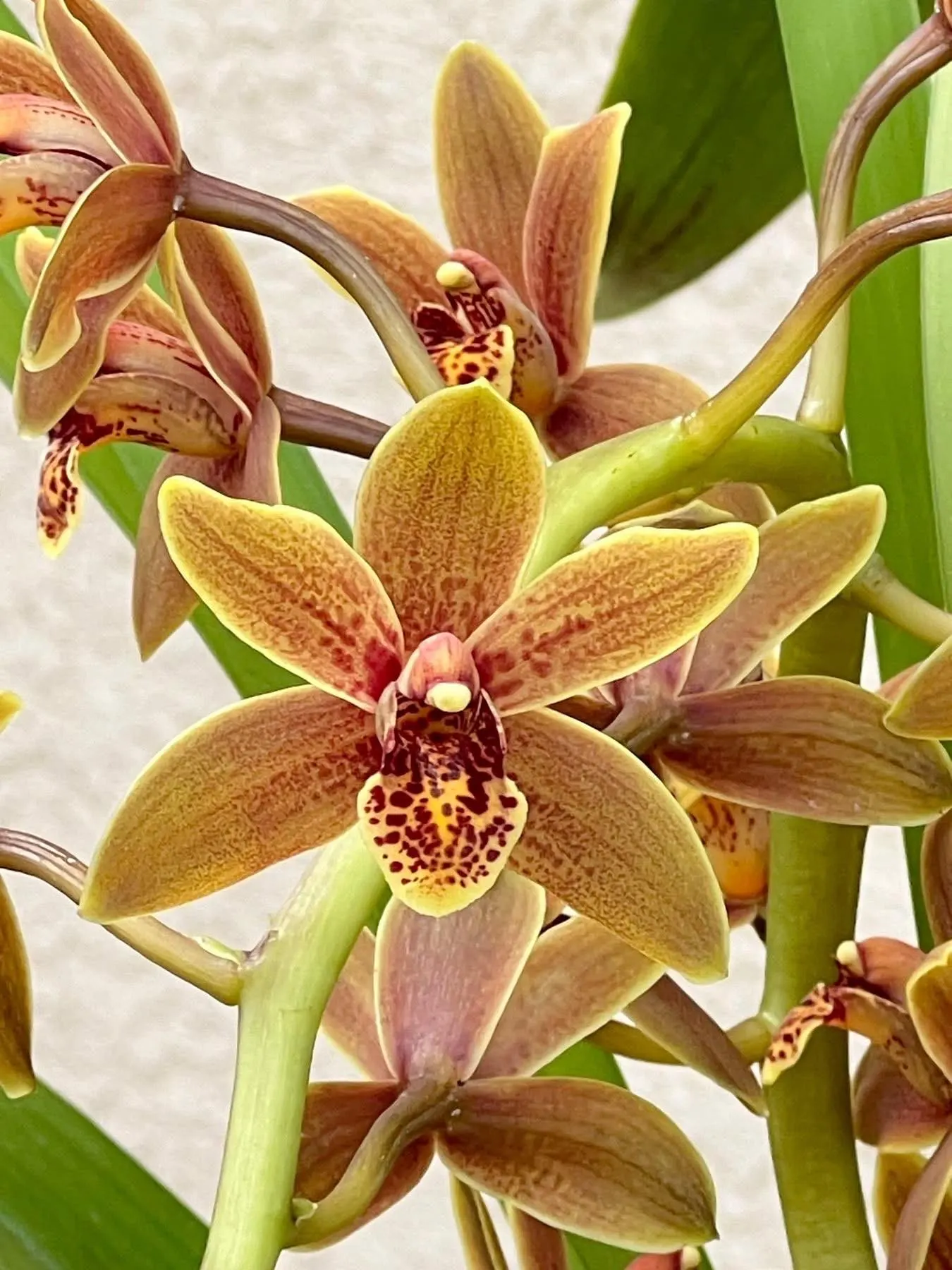 Cymbidium Lambert Day ~ Supper Fragrant - Image 7