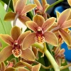 Cymbidium Lambert Day ~ Supper Fragrant - Image 6