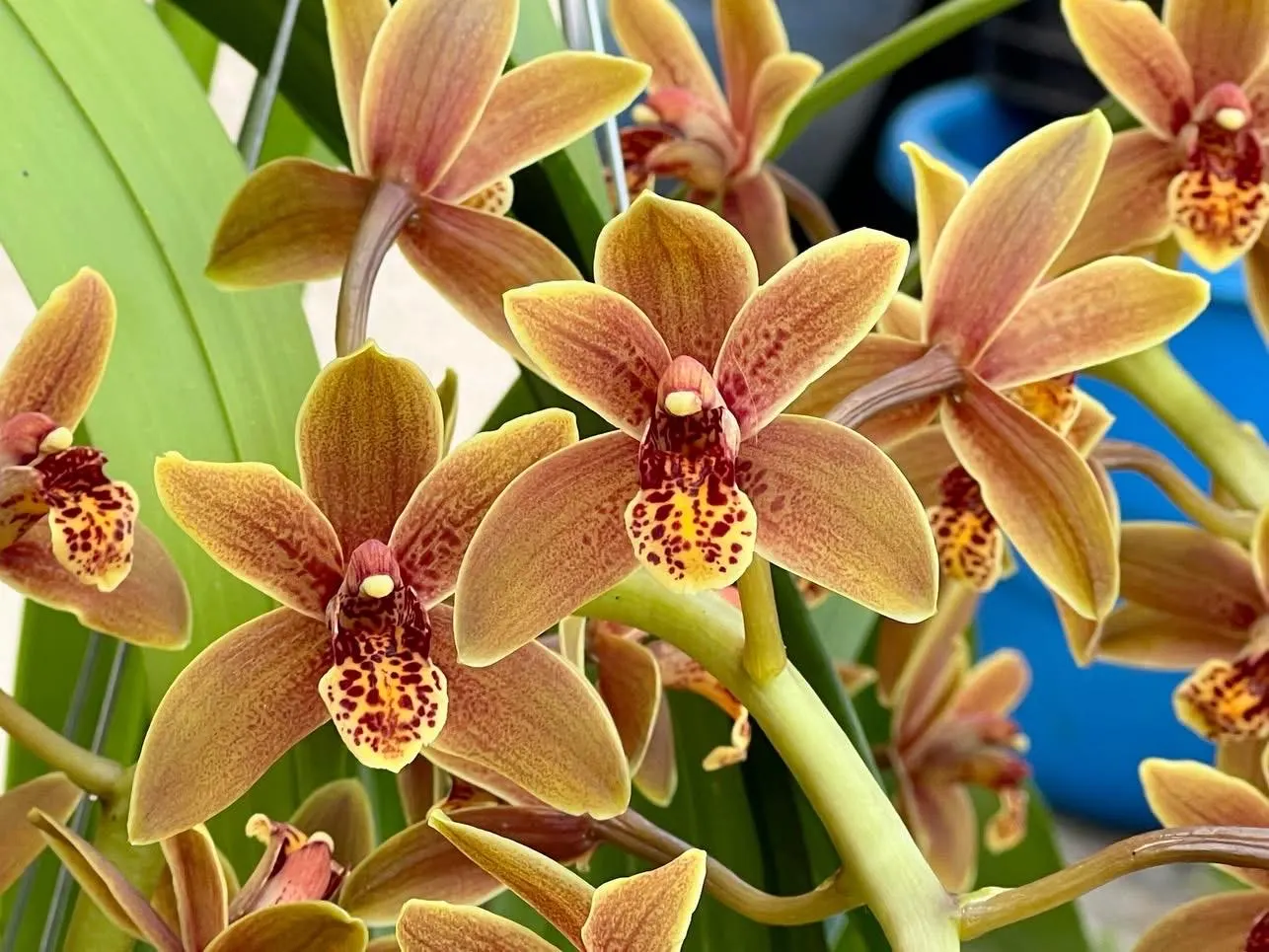 Cymbidium Lambert Day ~ Supper Fragrant - Image 6