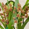 Cymbidium Lambert Day ~ Supper Fragrant - Image 5
