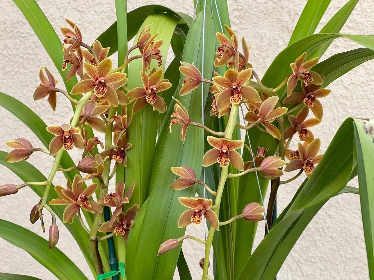 Cymbidium Lambert Day ~ Supper Fragrant - Image 5