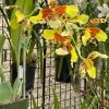 Rossioglossum Rawdon Jester ‘Great Bee’ - Image 4