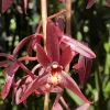 Cymbidium #2551