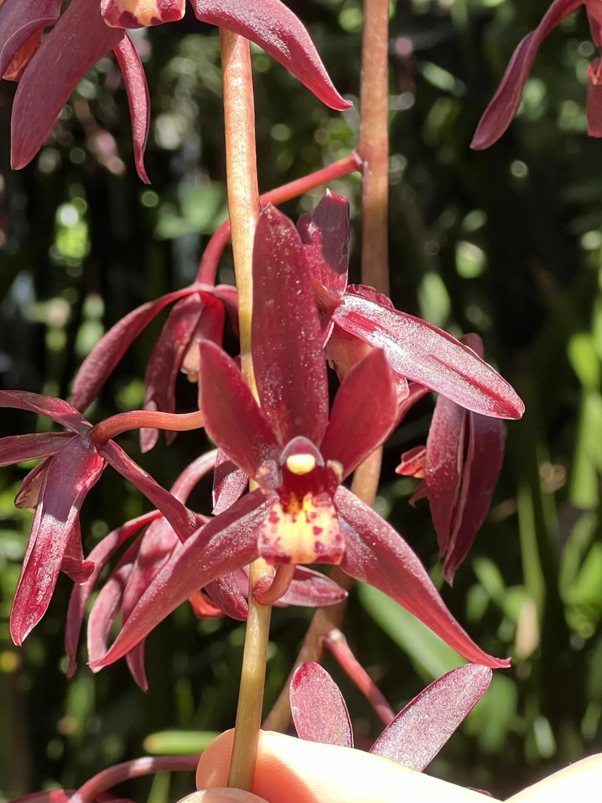 Cymbidium #2551