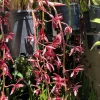 Cymbidium #2551 - Image 7