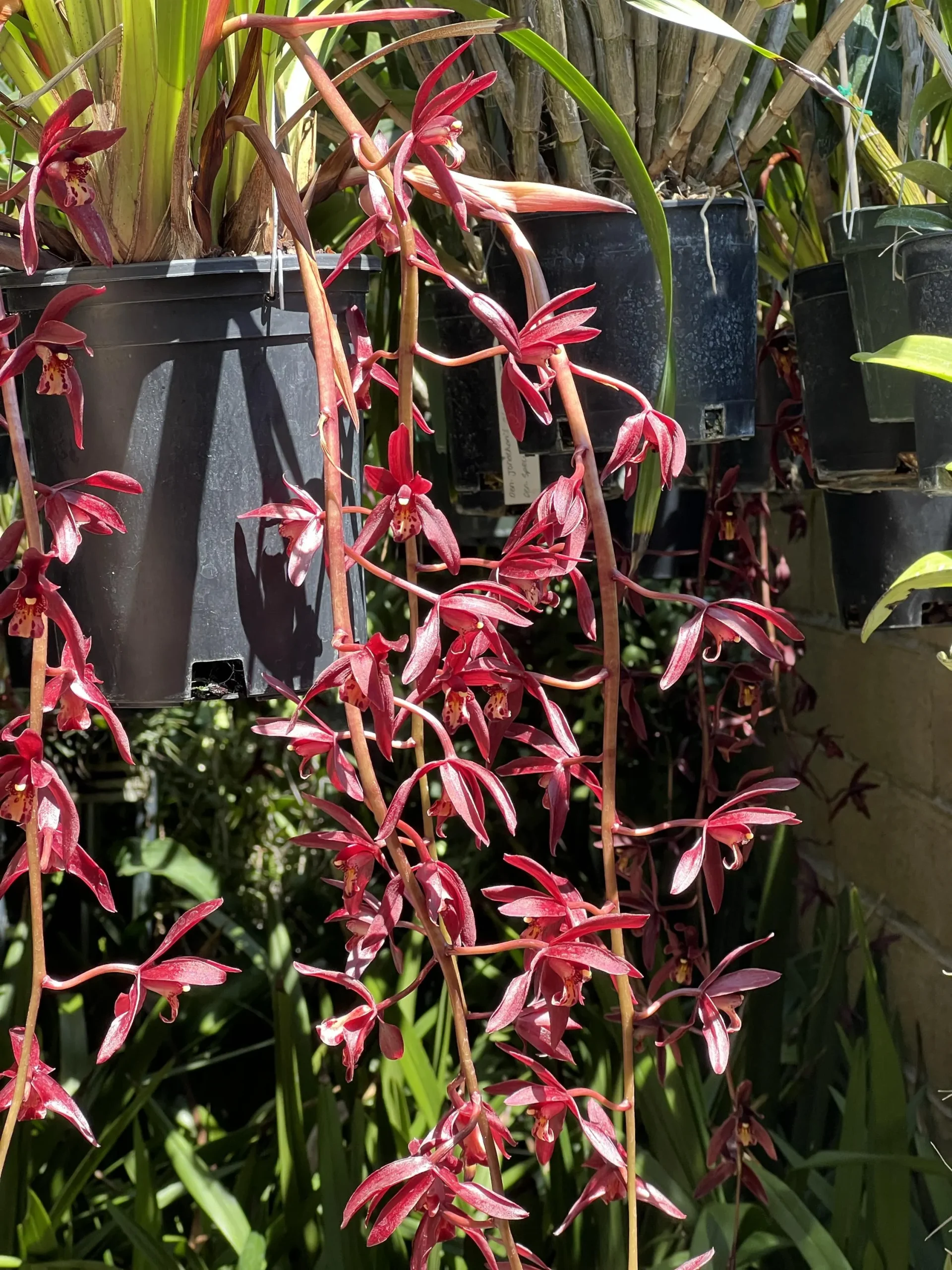 Cymbidium #2551 - Image 7