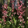 Cymbidium #2551 - Image 6