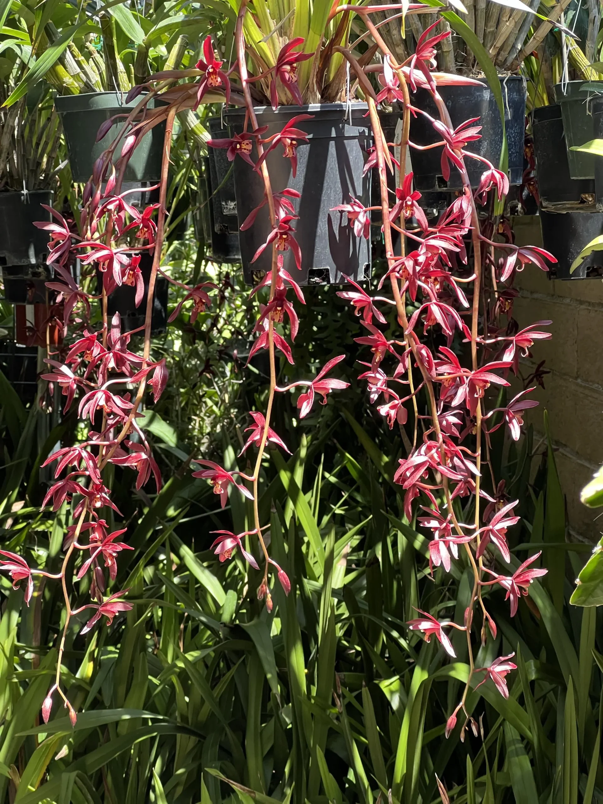 Cymbidium #2551 - Image 6