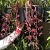Cymbidium #2551 - Image 4