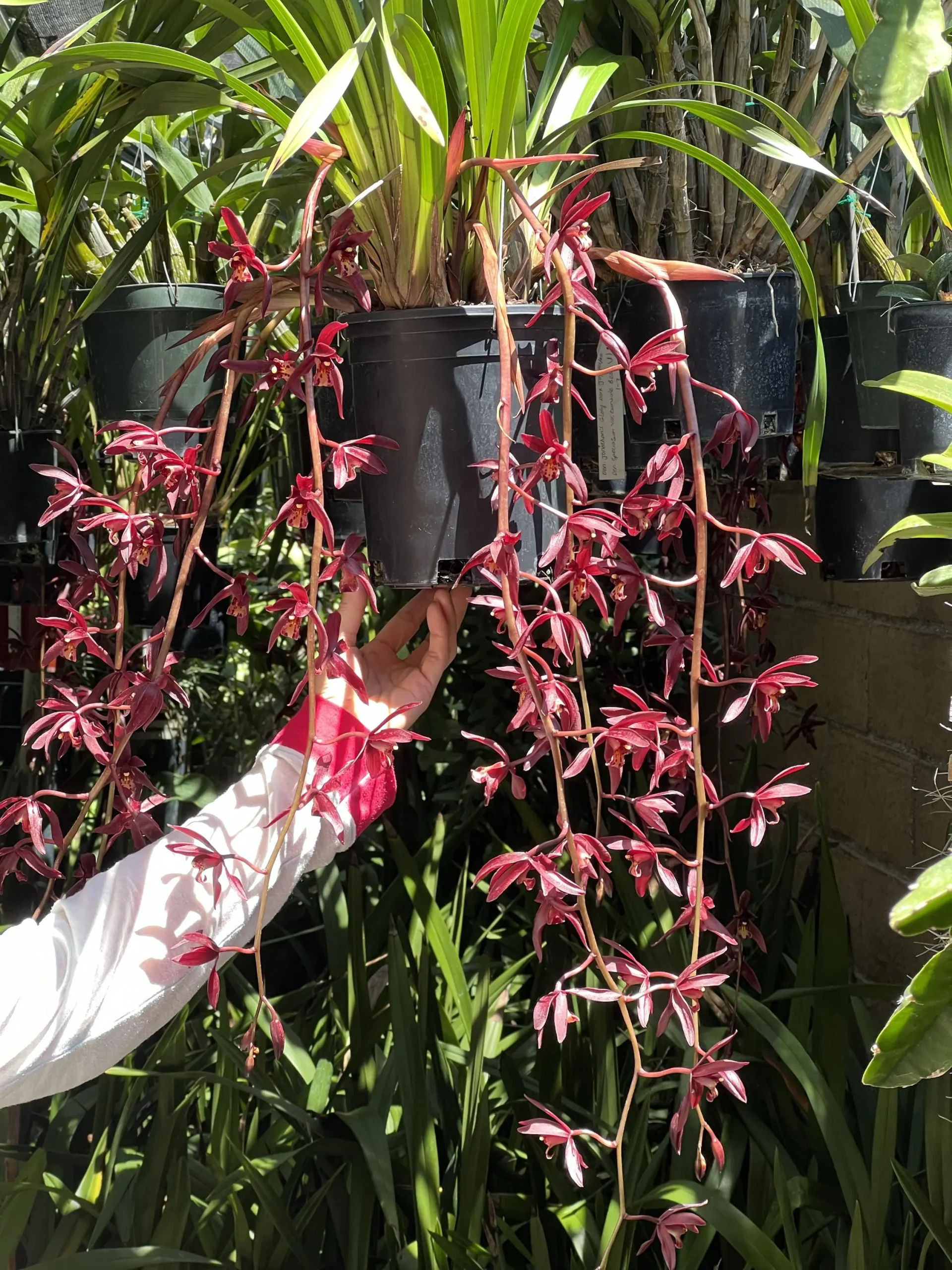 Cymbidium #2551 - Image 4