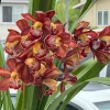 Cymbidium Barrita Magic 'Flame Brown' - Image 3