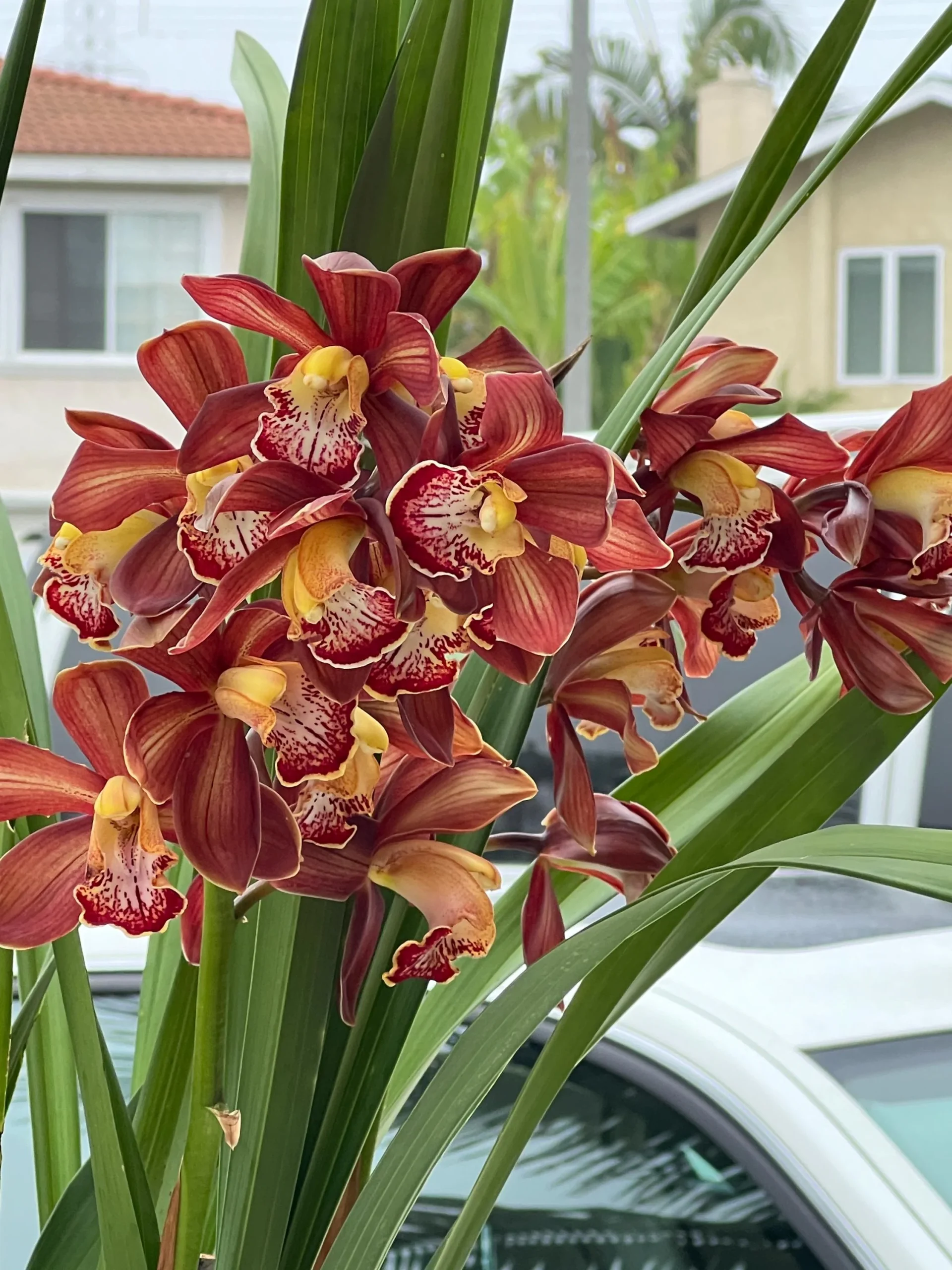 Cymbidium Barrita Magic 'Flame Brown' - Image 3