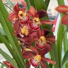 Cymbidium Barrita Magic 'Flame Brown' - Image 4