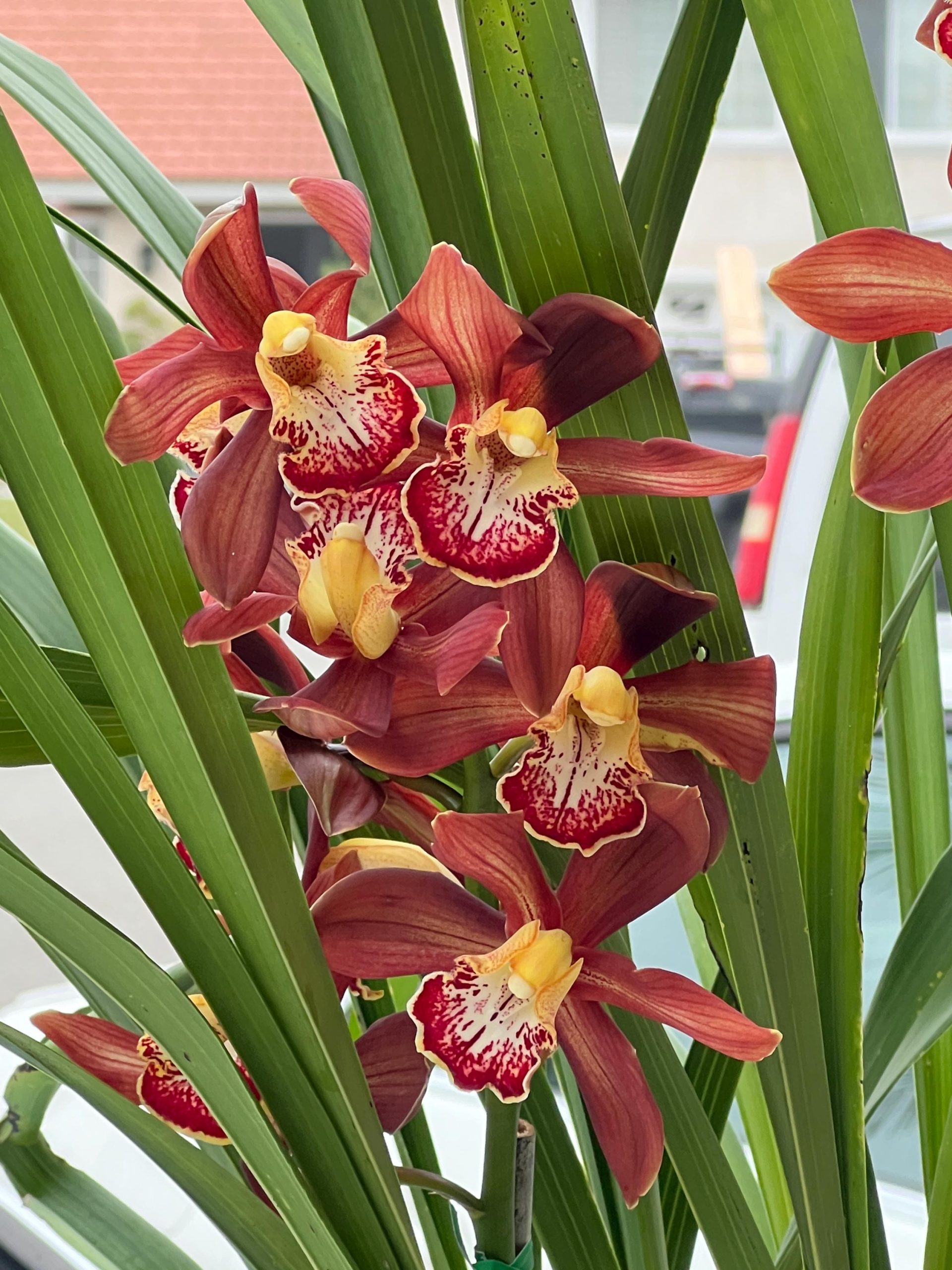 Cymbidium Barrita Magic 'Flame Brown' - Image 4