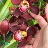 Cymbidium Barrita Magic 'Flame' - Image 3