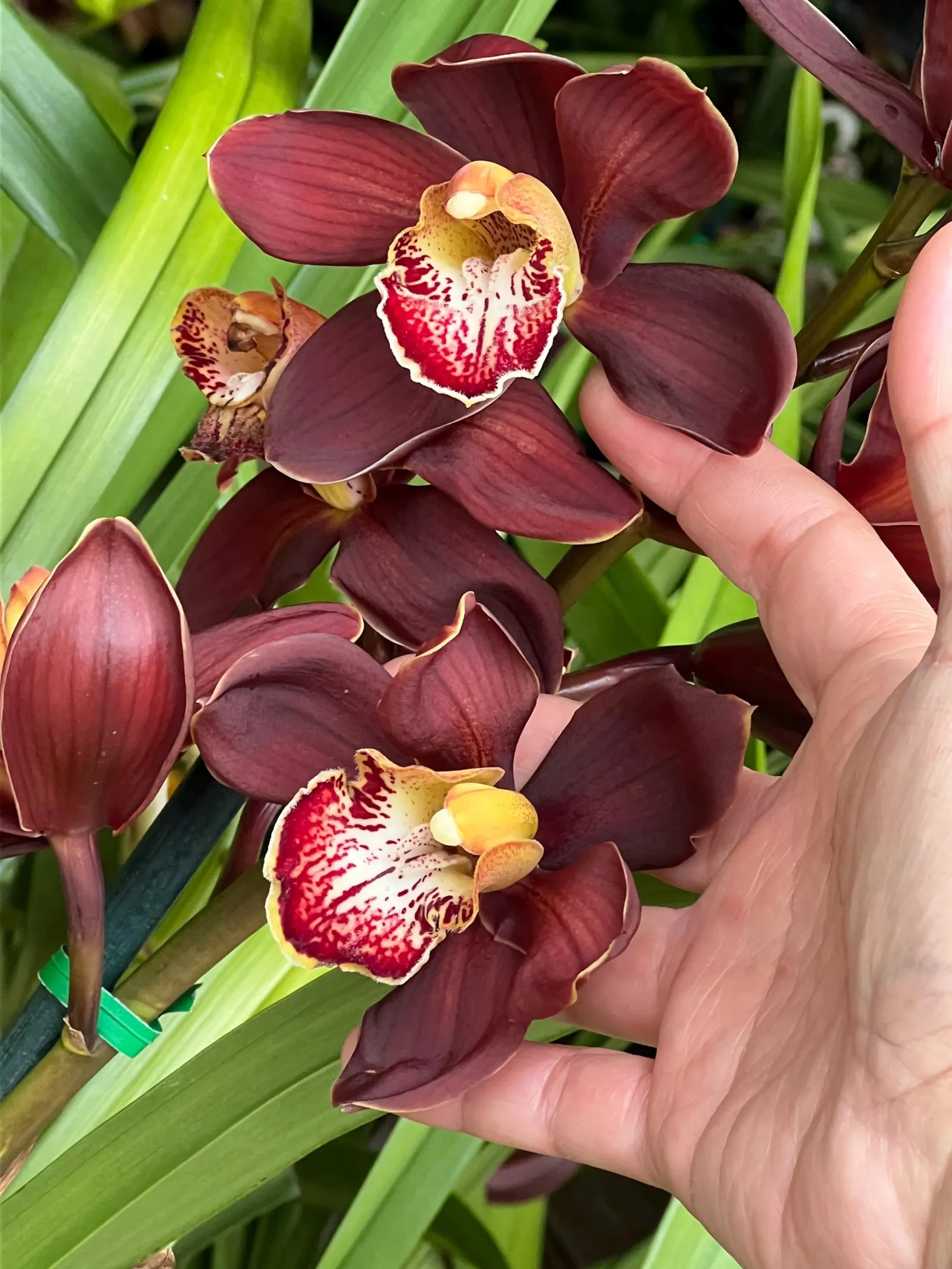 Cymbidium Barrita Magic 'Flame' - Image 3