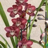 Cymbidium Barrita Magic 'Red' - Image 3
