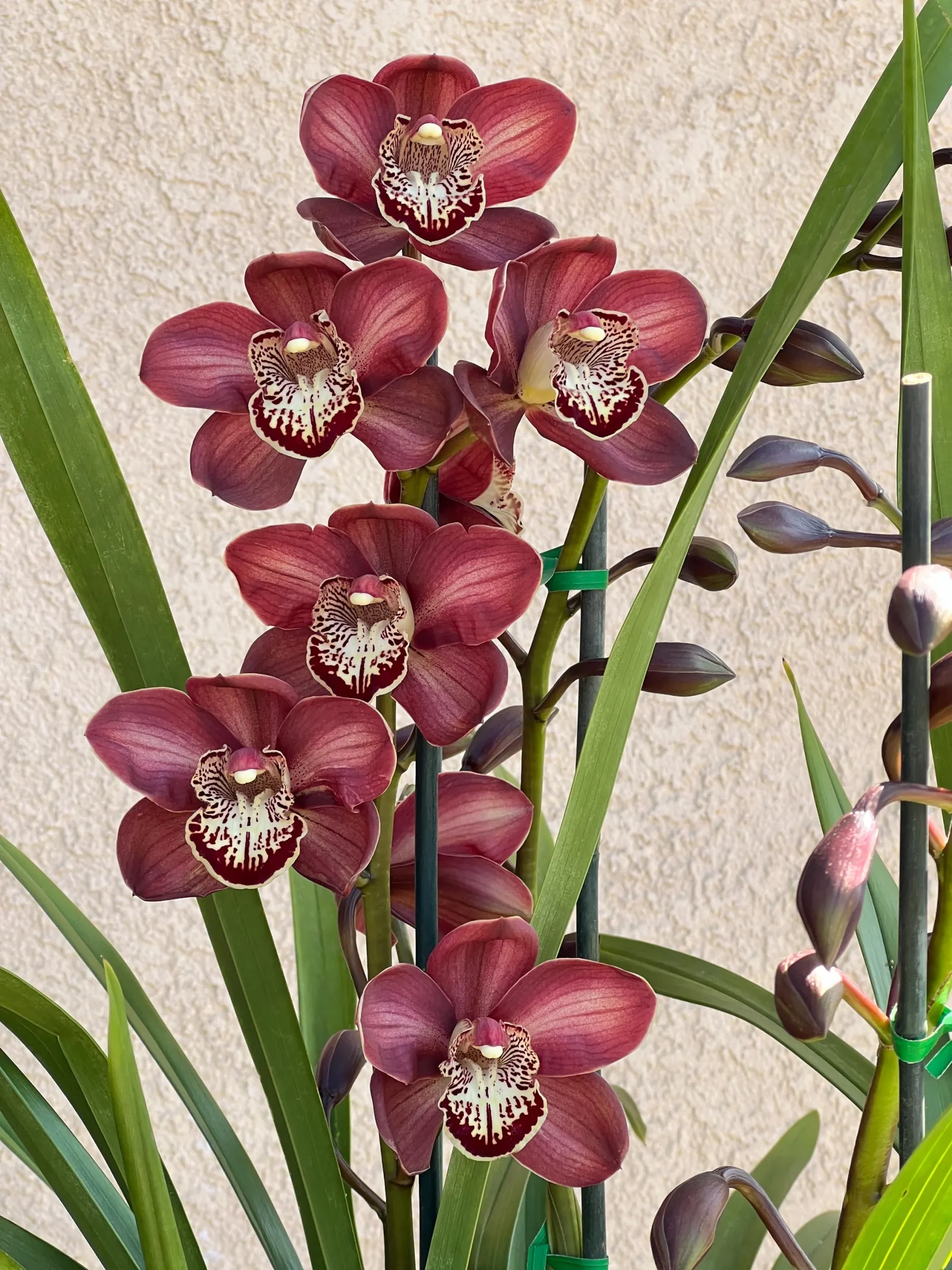 Cymbidium Barrita Magic 'Red' - Image 3