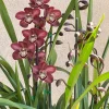 Cymbidium Barrita Magic 'Red' - Image 4