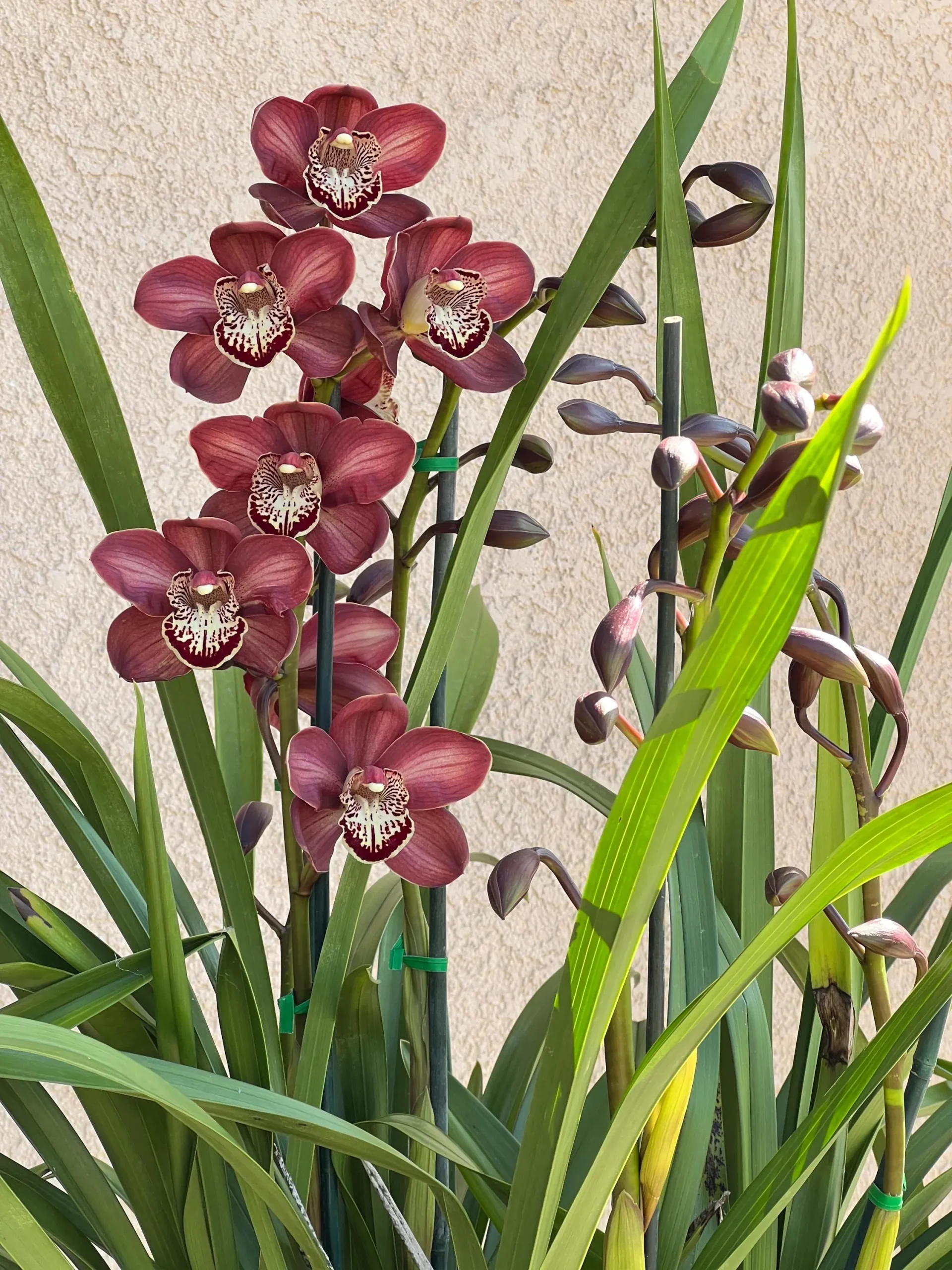 Cymbidium Barrita Magic 'Red' - Image 4
