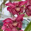 Cymbidium Barrita Pillar 'Claret' - Image 5
