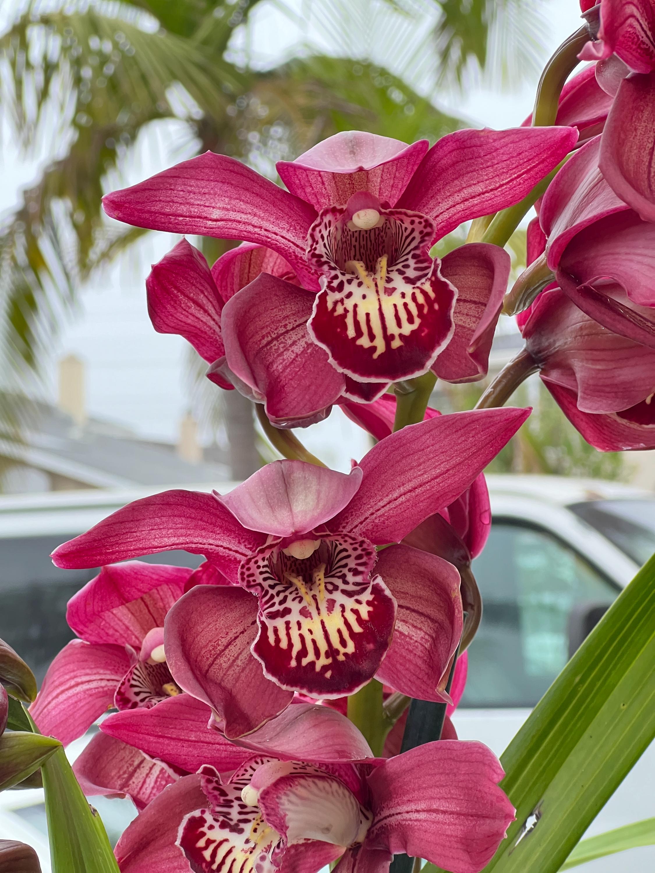 Cymbidium Barrita Pillar 'Claret' - Image 5