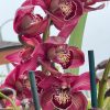 Cymbidium Barrita Pillar 'Claret' - Image 3