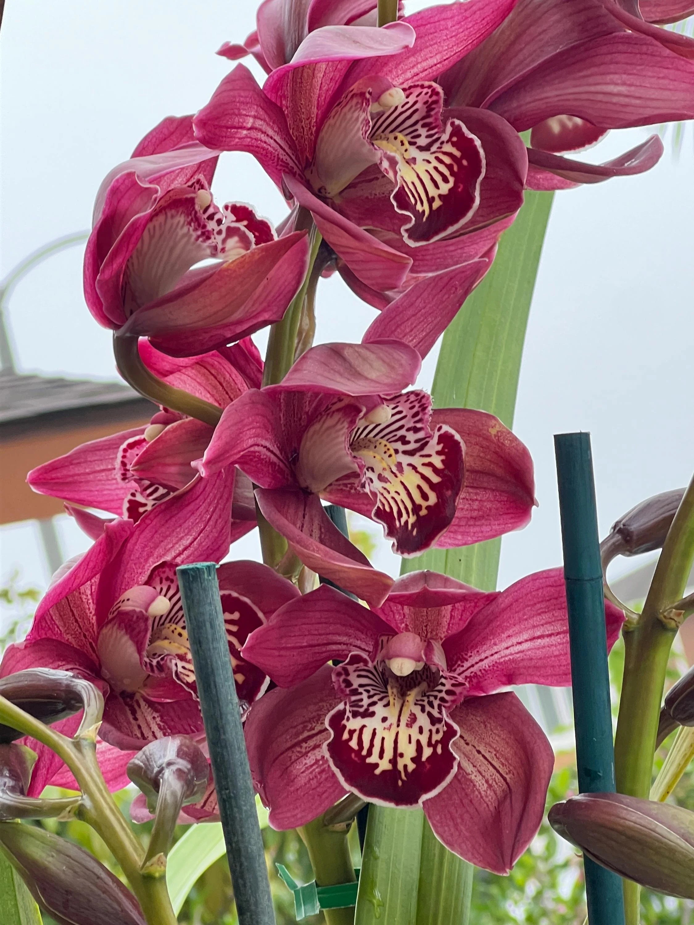 Cymbidium Barrita Pillar 'Claret' - Image 3