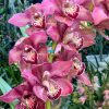 Cymbidium Barrita Pillar 'Claret' - Image 6