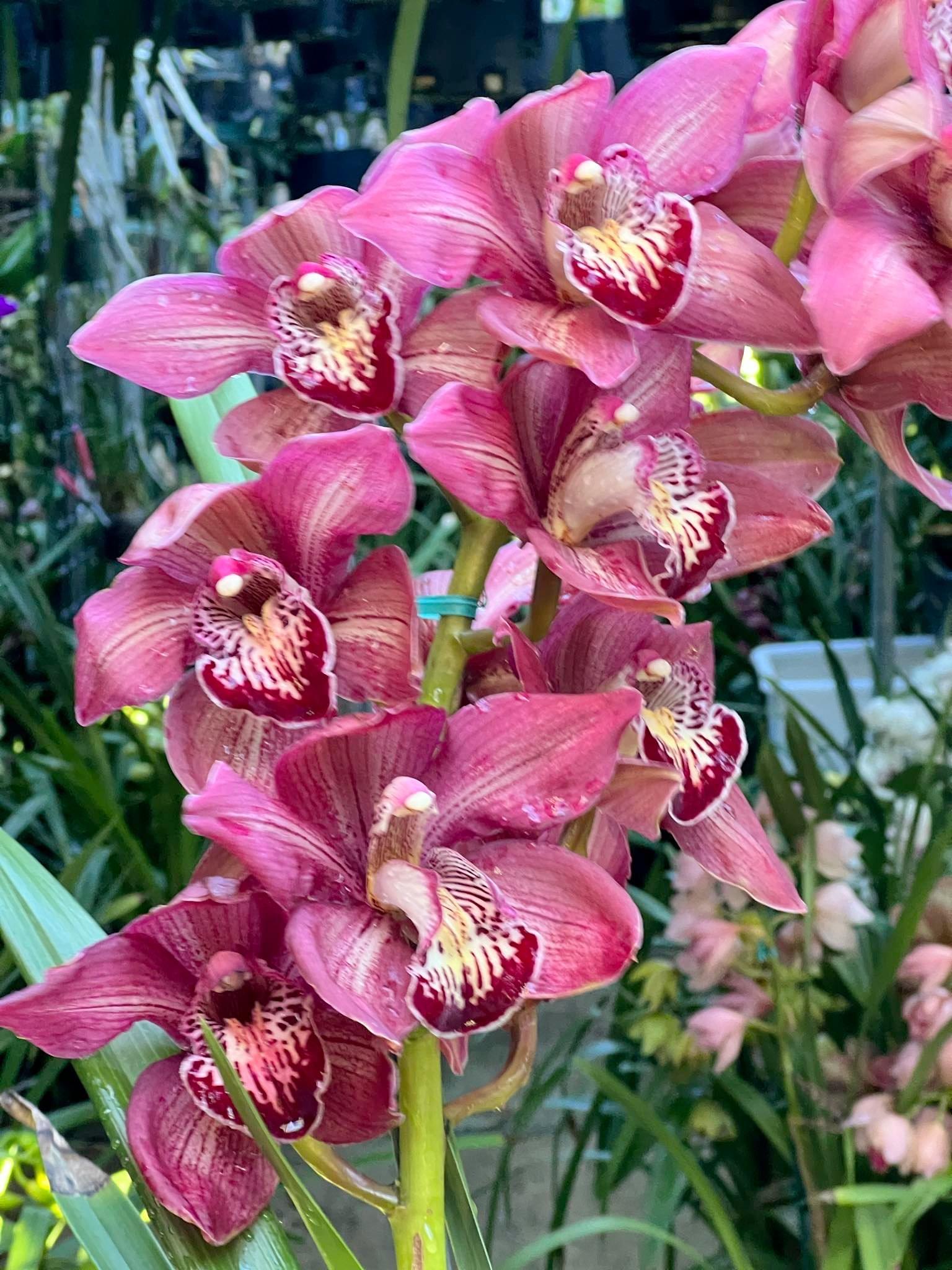 Cymbidium Barrita Pillar 'Claret' - Image 6
