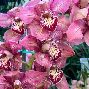 Cymbidium Barrita Pillar 'Claret'