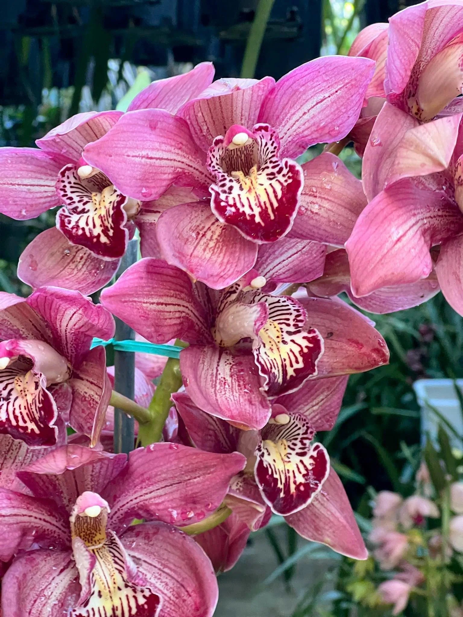 Cymbidium Barrita Pillar 'Claret'