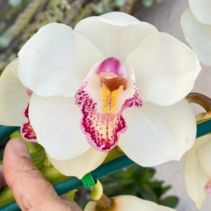 Cymbidium Barrita Peace ‘Early Winter'