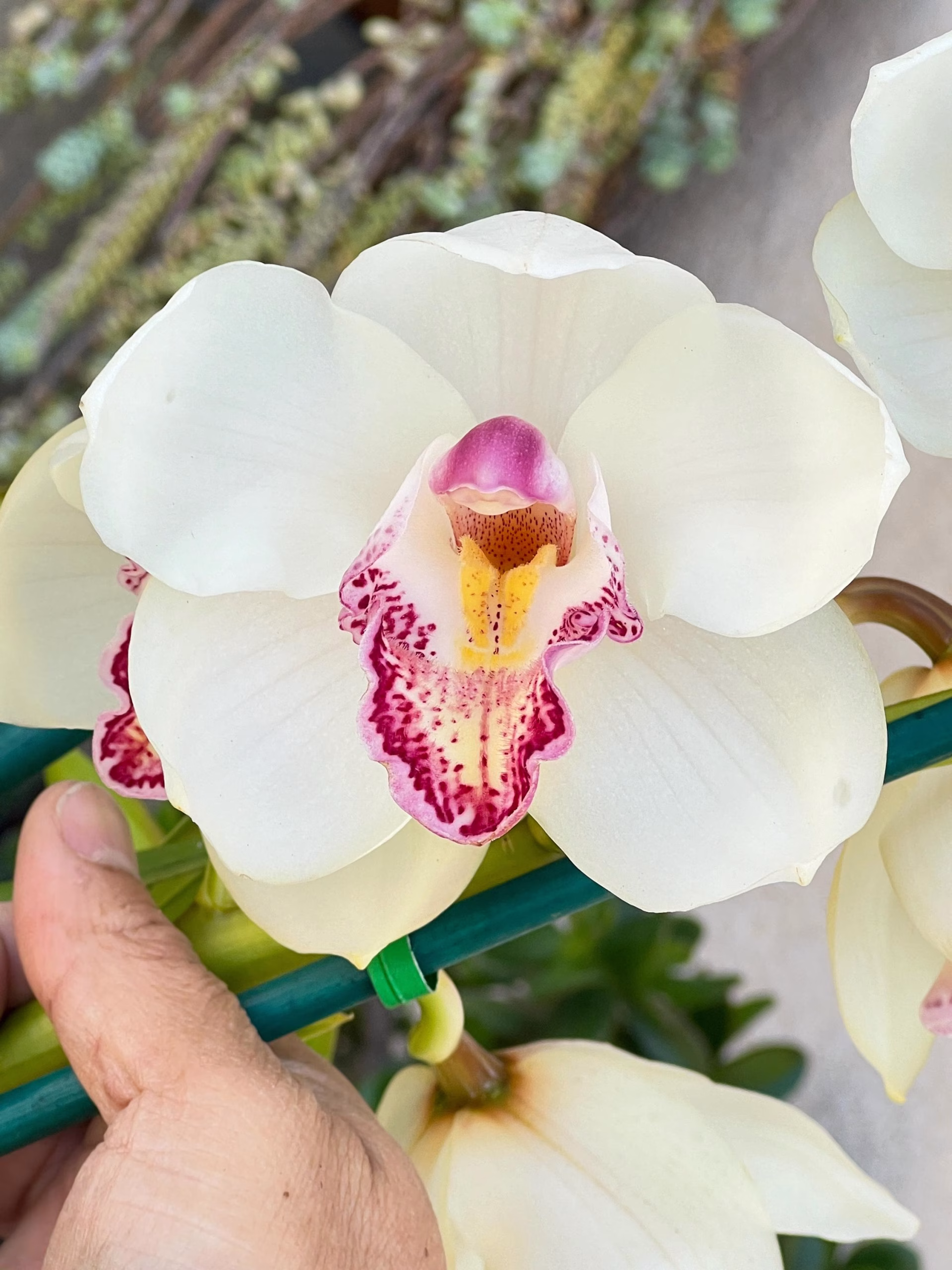 Cymbidium Barrita Peace ‘Early Winter'