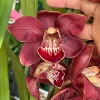 Cymbidium Spicy Khan ‘April’ - Image 7