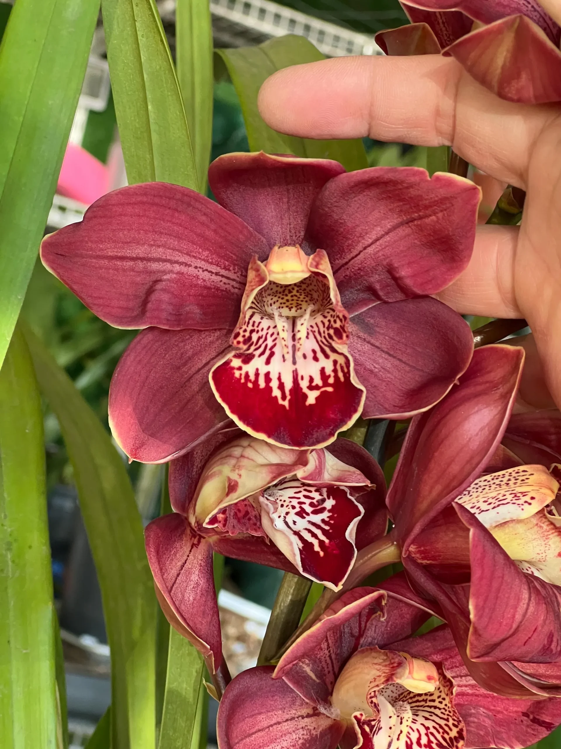 Cymbidium Spicy Khan ‘April’ - Image 7
