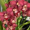 Cymbidium Spicy Khan ‘April’ - Image 5