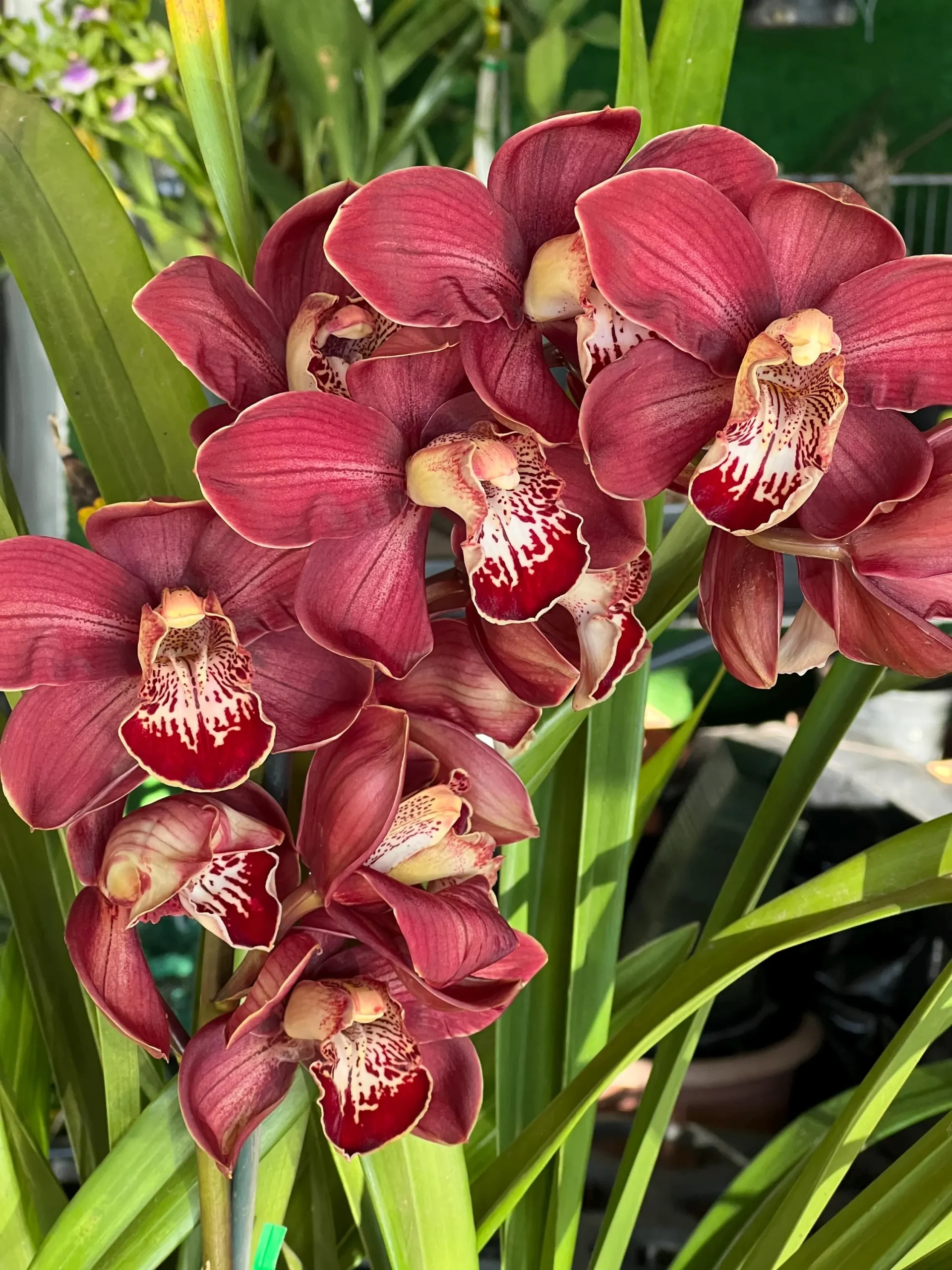Cymbidium Spicy Khan ‘April’ - Image 5