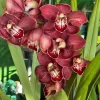 Cymbidium Spicy Khan ‘April’ - Image 3
