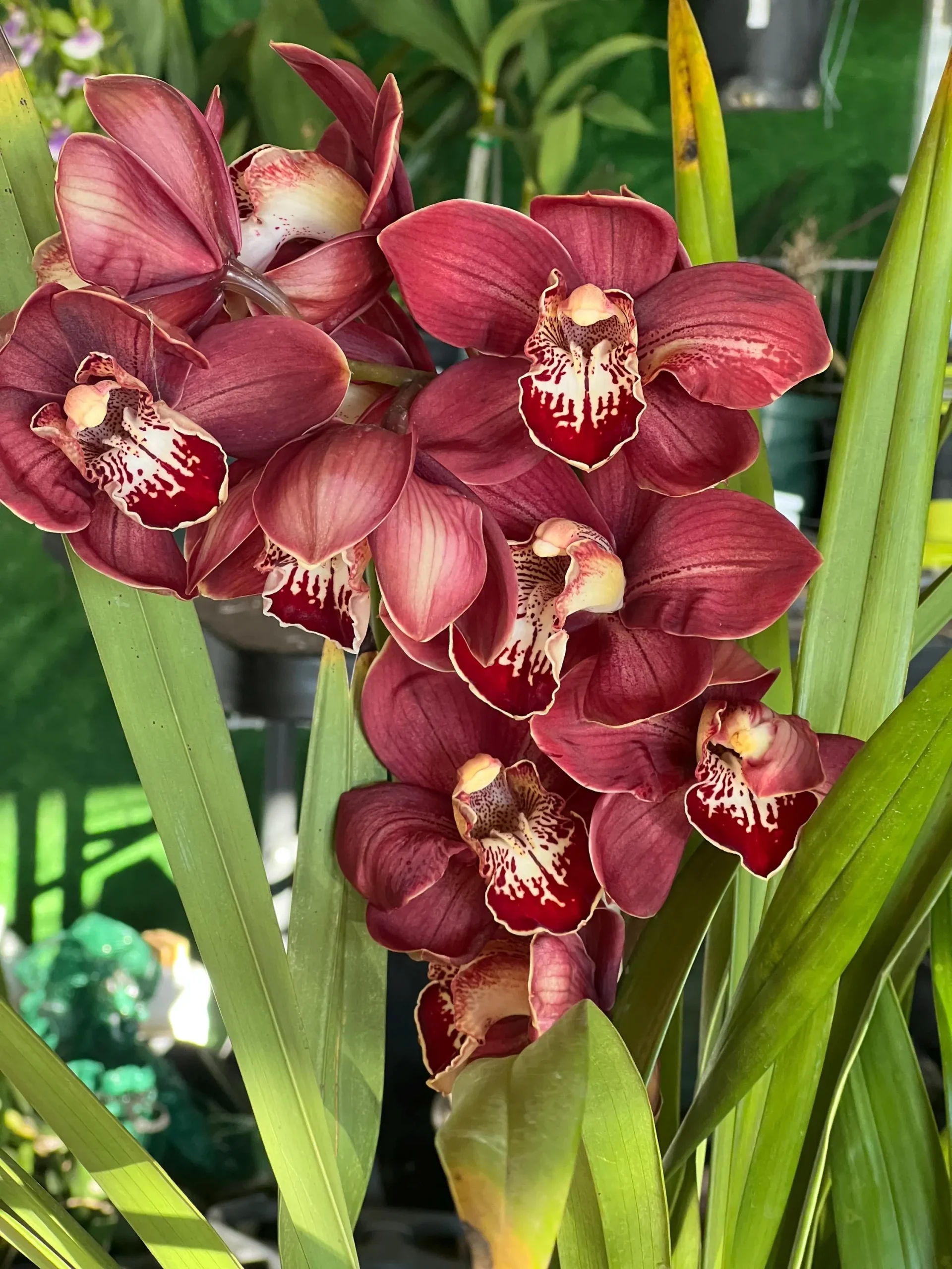 Cymbidium Spicy Khan ‘April’ - Image 3