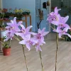 Laelia Summit ‘Tomiko’ - Image 9
