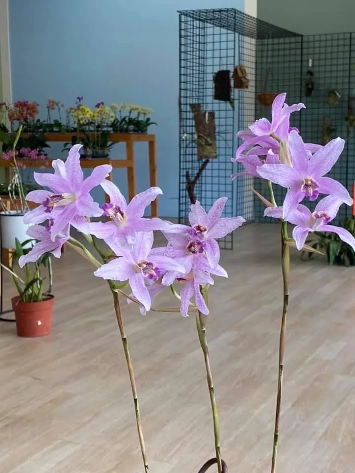 Laelia Summit ‘Tomiko’ - Image 9