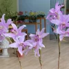 Laelia Summit ‘Tomiko’ - Image 8