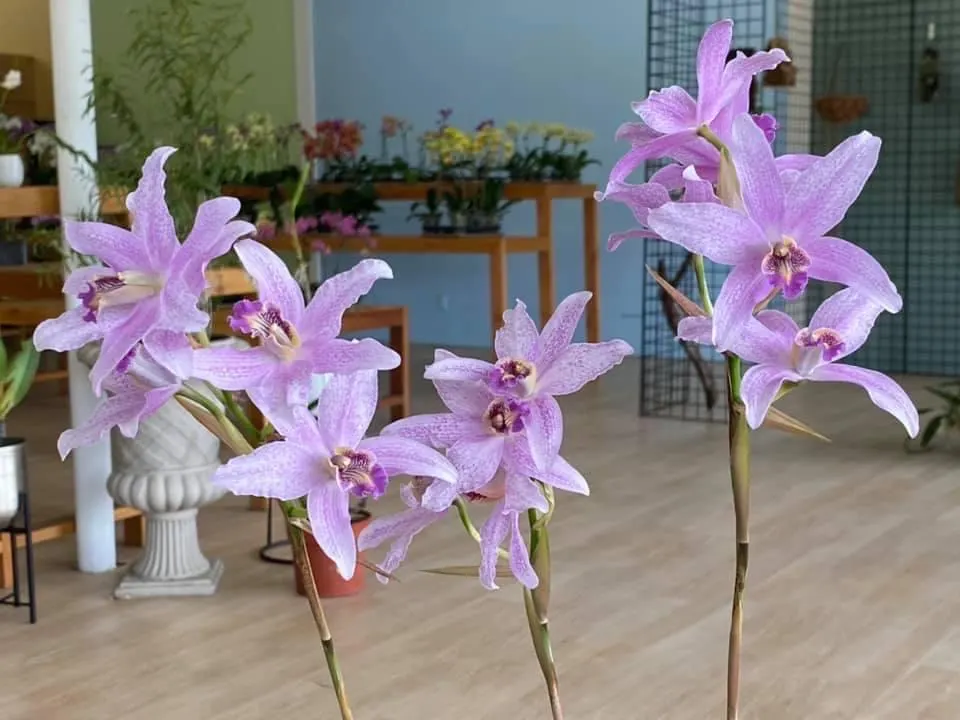 Laelia Summit ‘Tomiko’ - Image 8
