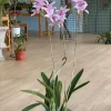 Laelia Summit ‘Tomiko’ - Image 7